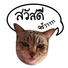 TaoTao, The Grumpy Cat (TH)