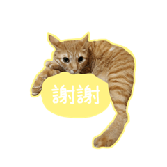 吉爾吉斯度斯妥耶夫斯基福爾拉斯維利2.0