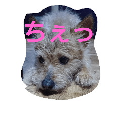 も吉ともん太 - LINE スタンプ | LINE STORE