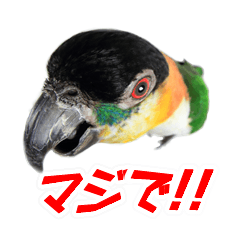 ウロコインコスタンプ2