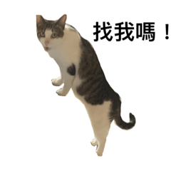 我有一隻貓 名字叫喵喵