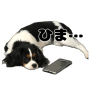cavalier koharu