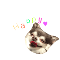 Miu (Chihuahua) daily life