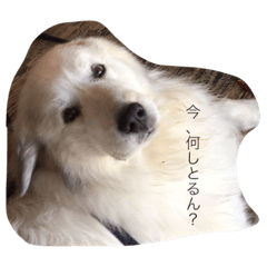 Dog's Day