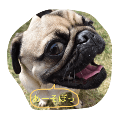 pug and chihuahua