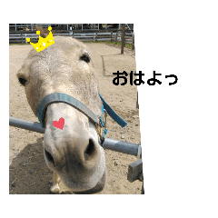 関西弁をしゃべる 動物たち Lineクリエイターズスタンプ Stamplist