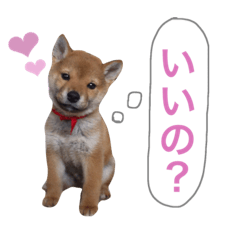 shibacamelpart2