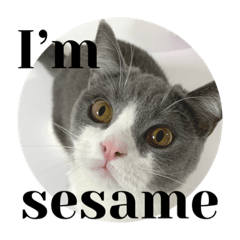 sesame2