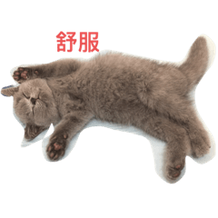 圓寶的日常
