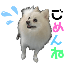 ringo_20210507221002