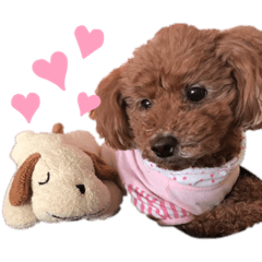 cocoa_20210508004313