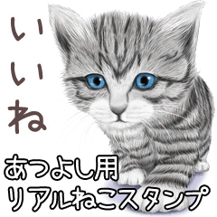 Atsuyoshi Real pretty cats