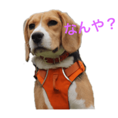 ビーグル犬 ナッツ Line スタンプ Line Store