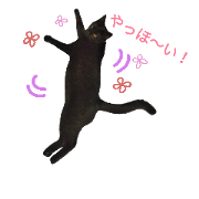 black cat  kuro-chan.