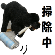 黒プードルの使える日常