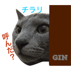 銀ちゃんの日常 Line スタンプ Line Store 銀ちゃんの日常 Line スタンプ Line Store