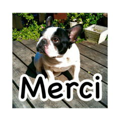 Tanaka Merci sticker