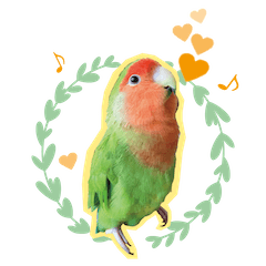 Lovebird PiPichan