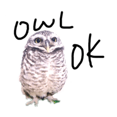 Very Happy Owl