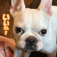 French bulldog PINO