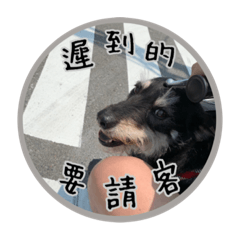 雪納瑞女孩毛毛的日常2-Schnauzer-Mix