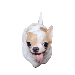 Fapleee