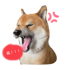 傲嬌狗的生活