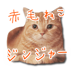 Ginger The Gingercat Photo Sticker VOL.1
