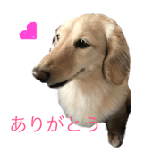 Dachshund Cream