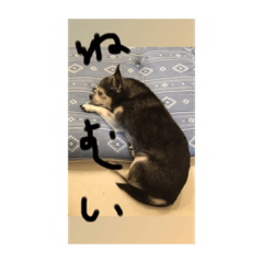 panda_20210508183258