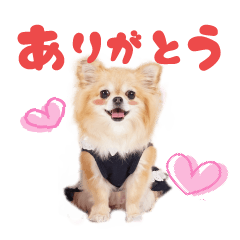 Chihuahua Rei Sticker