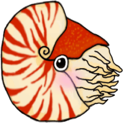 nautilus and living fossil