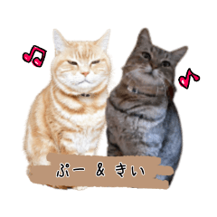 【猫セット】ぷー&きい　日常物語