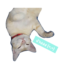 Cat family everyday – LINE stickers | LINE STORE