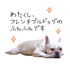 French Bulldog "FUNFUN" photograph