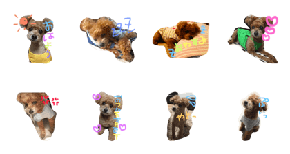 chacha_dog