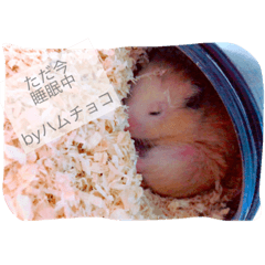 Hamster& Shiba dog Hana daily life