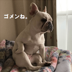 French bulldog Coro 02