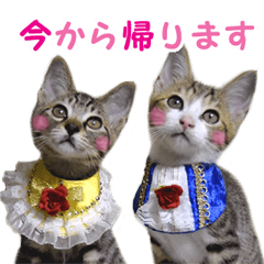 Ebisu&Bisha(kitten)