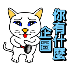 Blue-eyed white cat