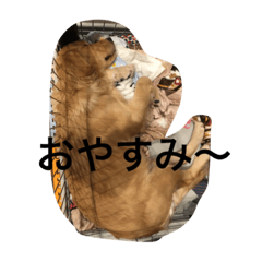 aikenno roko