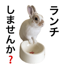 Cute rabbit Conito-san 3