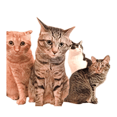 盆子原家の猫たち