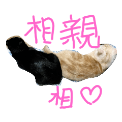 黑毛和浪浪