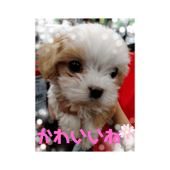 パグ Lineクリエイターズスタンプまとめ Stamplist