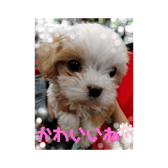 パグ Lineクリエイターズスタンプまとめ Stamplist パグ Lineクリエイターズスタンプまとめ Stamplist