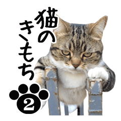 NEKO no kimochi 2 cat