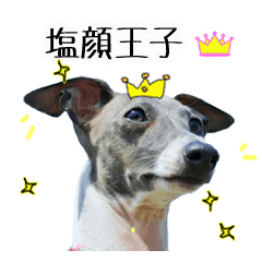 AJ,SIOGAO prince of Italian greyhound