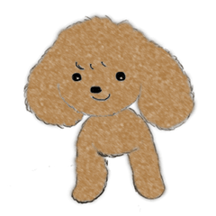 Fluffy Toy Poodle COCO