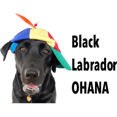 Black Labrador OHANA5